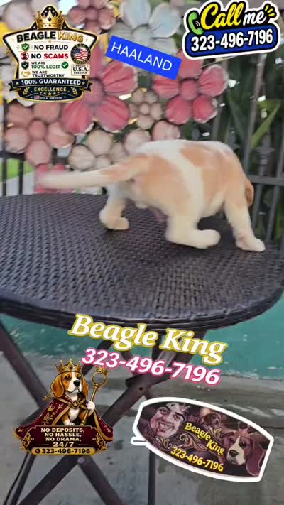 HAALAND, a male Beagle for sale in Downey, CA – 9 of 9