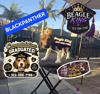 BLACK PANTHER, a female Beagle for sale in Downey, CA – 2 of 6