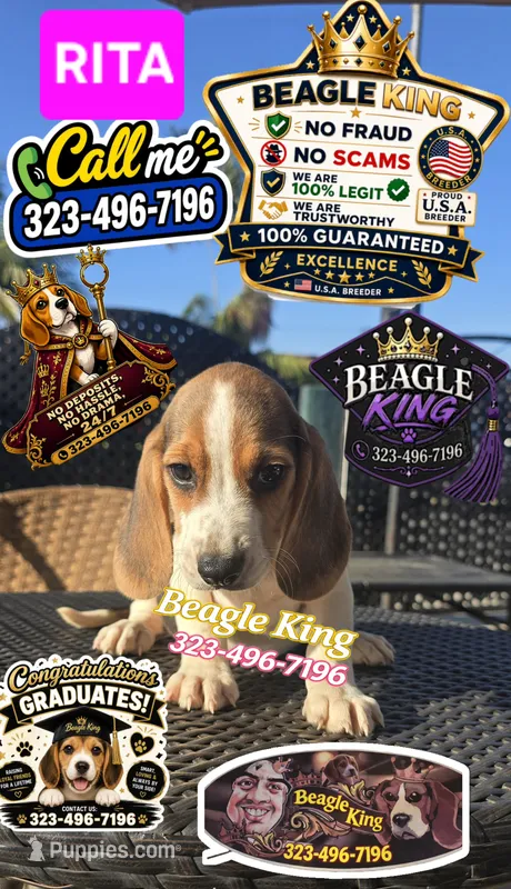 RITA – Beagle puppy for sale in Downey, CA