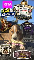 RITA, a female Beagle for sale in Downey, CA – 1 of 8