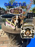 Galactus, a male Beagle for sale in Downey, CA – 8 of 10