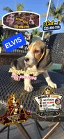 ELVIS, a male Beagle for sale in Downey, CA – 3 of 6