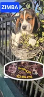 ZIMBA, a male Beagle for sale in Downey, CA – 2 of 8