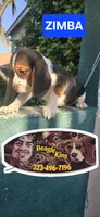 ZIMBA, a male Beagle for sale in Downey, CA – 6 of 8