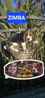 ZIMBA, a male Beagle for sale in Downey, CA – 4 of 8