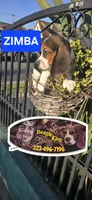 ZIMBA, a male Beagle for sale in Downey, CA – 3 of 8