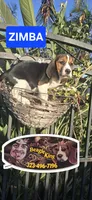 ZIMBA, a male Beagle for sale in Downey, CA – 7 of 8