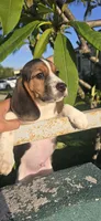 ZIMBA, a male Beagle for sale in Downey, CA – 8 of 8