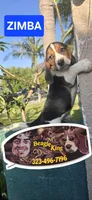 ZIMBA, a male Beagle for sale in Downey, CA – 5 of 8