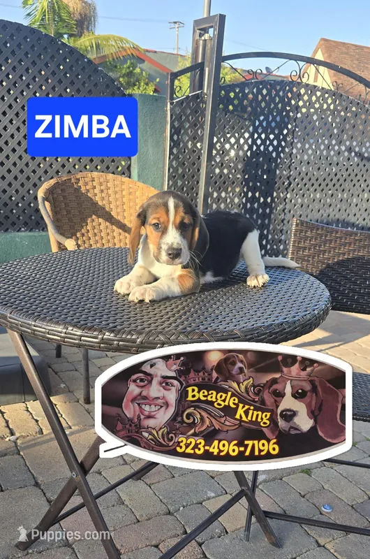 ZIMBA – Beagle puppy for sale in Downey, CA
