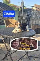 ZIMBA, a male Beagle for sale in Downey, CA – 1 of 8