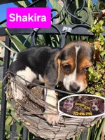 Shakira, a female Beagle for sale in Downey, CA – 5 of 6