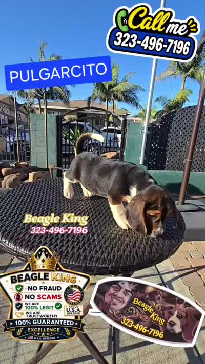 PULGARCITO, a male Beagle for sale in Downey, CA – 4 of 6