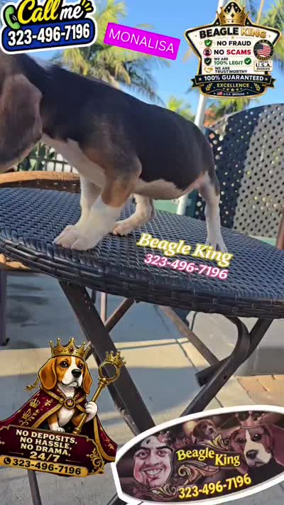 Mona Lisa, a female Beagle for sale in Downey, CA – 2 of 3