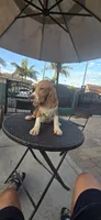 SNICKERS, a male Beagle for sale in Downey, CA – 4 of 6