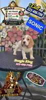 Sonic, a male Beagle for sale in Downey, CA – 6 of 9