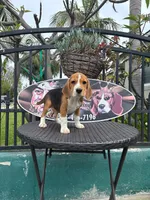 King, a male Beagle for sale in Downey, CA – Photo 4 of 5