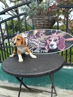 King, a male Beagle for sale in Downey, CA – Photo 5 of 5