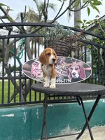 King, a male Beagle for sale in Downey, CA – Photo 2 of 5