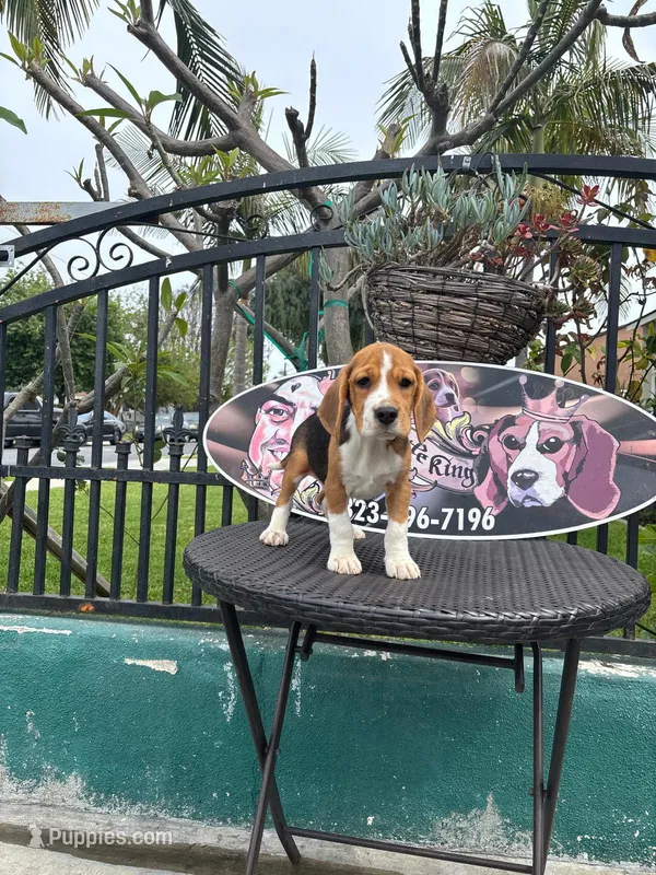 King – Beagle puppy for sale in Downey, CA