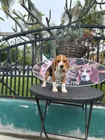 King, a male Beagle for sale in Downey, CA – Photo 1 of 5