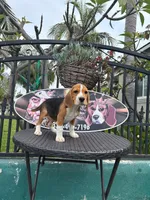 King, a male Beagle for sale in Downey, CA – Photo 3 of 5