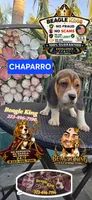 CHAPARRO, a male Beagle for sale in Downey, CA – 2 of 10