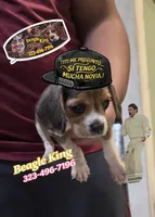 TITI me pregunto ..., a male Beagle for sale in Downey, CA – Photo 2 of 3