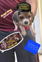 TITI me pregunto ..., a male Beagle for sale in Downey, CA – Photo 1 of 3