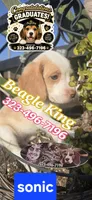Sonic, a male Beagle for sale in Downey, CA – 4 of 5