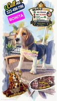 BONITA, a female Beagle for sale in Downey, CA – 2 of 2