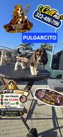 PULGARCITO, a male Beagle for sale in Downey, CA – 2 of 6