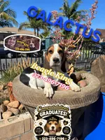 Galactus, a male Beagle for sale in Downey, CA – 7 of 10