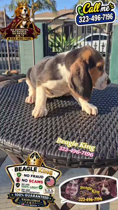 ELVIS, a male Beagle for sale in Downey, CA – 5 of 6