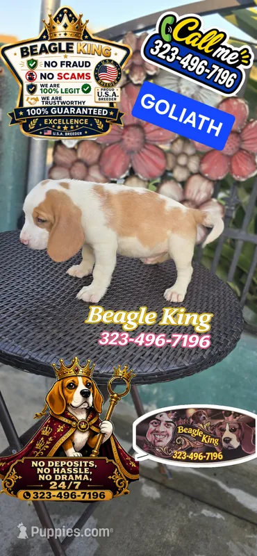 GOLIATH  – Beagle puppy for sale in Downey, CA