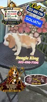 GOLIATH , a male Beagle for sale in Downey, CA – 1 of 7