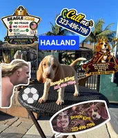 Haaland, a male Beagle for sale in Downey, CA – 2 of 9