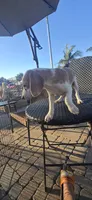 Flipper, a male Beagle for sale in Downey, CA – 3 of 4
