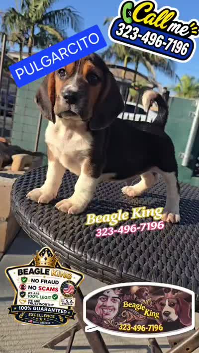 PULGARCITO, a male Beagle for sale in Downey, CA – 5 of 6