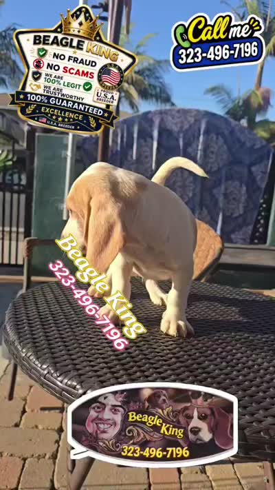 ROCKY, a male Beagle for sale in Downey, CA – 5 of 5