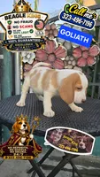 GOLIATH , a male Beagle for sale in Downey, CA – 3 of 7
