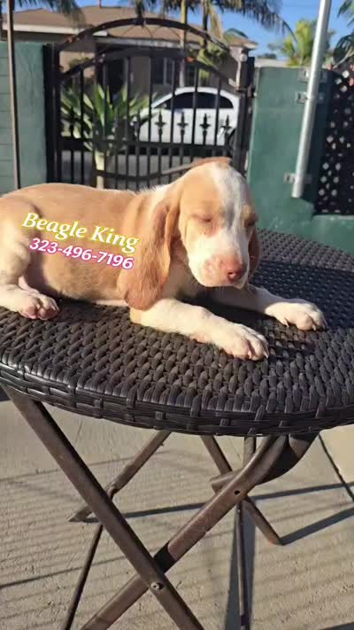 Haaland, a male Beagle for sale in Downey, CA – 8 of 9