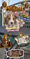 PHARAOH , a male Beagle for sale in Downey, CA – 7 of 9