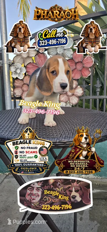 PHARAOH  – Beagle puppy for sale in Downey, CA