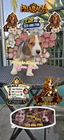 PHARAOH , a male Beagle for sale in Downey, CA – 1 of 9