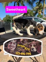 Sweetheart , a female Beagle for sale in Downey, CA – 2 of 8