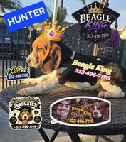 HUNTER, a female Beagle for sale in Downey, CA – 2 of 5