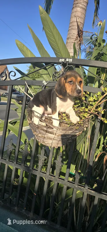 Triton – Beagle puppy for sale in Downey, CA