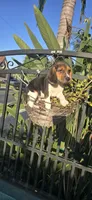 Triton, a male Beagle for sale in Downey, CA – 1 of 1