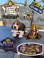 ZIMBA, a male Beagle for sale in Downey, CA – 4 of 6